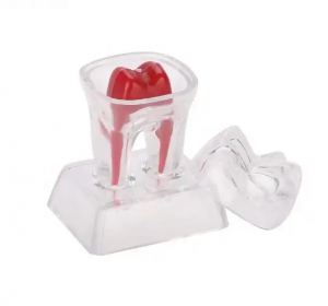 Tooth Dental Model for Student Practice Medical Science Anatomical Model Carton Box Standard Teeth Artificial Enlarged Natural