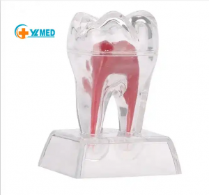 مدل دندانپزشکی برای دوره دانشجویی علوم پزشکی مدل تشریحی جعبه کارتن دندان استاندارد طبیعی بزرگ شده مصنوعی