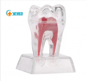 Tooth Dental Model for Student Practice Medical Science Anatomical Model Carton Box Standard Teeth Artificial Enlarged Natural