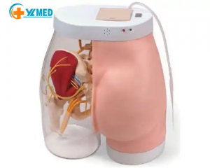 Medical science buttock intramuscular injection training and comparison model (with detection and warning system) Medical school