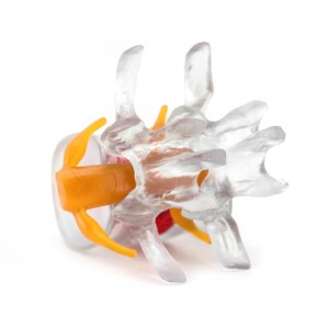 Human Transparent Lumbar Spine 1.5 Times Spine for Student Demonstration Lumbar Disc Protrusion Bone CE/ISO Certification