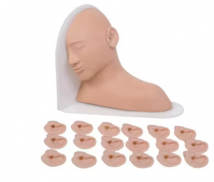 High Quality PVC Human Ear Examination Models Can Replace Pathology Teaching Models for Experimental Teaching Resources CE/ISO