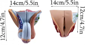 Durable Educational Model Professional Version Txiv neej thiab poj niam Reproductive Structure Model Detachable Human Organ Anatomy Model