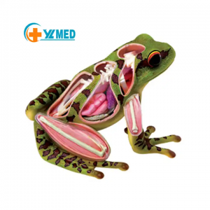 Frog three-dimensional assembly toy animal anatomy frog structure primary and secondary school science education toy