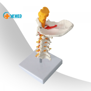 Servikal Vertebra Arteriya Onurğa Sinirləri Elm üçün Anatomik Model Anatomiya Sinifdə Tədqiqat Ekranı Tibbi Modellərin Tədrisi