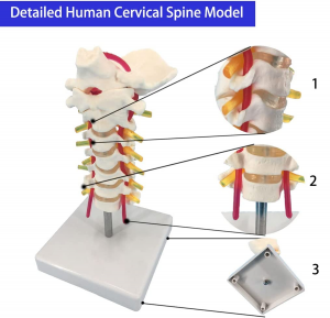 Vertebra cervicală Arteria Coloanei vertebrale Nervi Model anatomic Anatomie pentru clasă de știință Afișare de studiu Modele medicale de predare