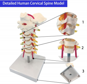 Cervical Vertebra Arteria Spine Nerves Anatomical Model Anatomy for Science Classroom Study Display Teaching Medical Models