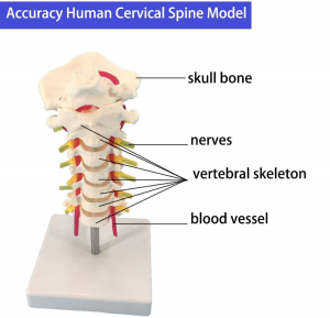 Modelo anatómico de vértebra cervical, arteria, nervios de columna vertebral, anatomía para aula de ciencias, exhibición de estudos, modelos médicos didácticos
