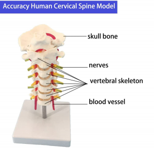 Cervical Vertebra Arteria Spine Nerves Anatomical Model Anatomy for Science Classroom Study Display Qhia Cov Qauv Kho Mob