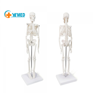 High Quality 45cm Mini Human Skeleton Anatomy Model for Medical Science Disease Demonstration & Teaching Tool