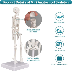 High Quality 45cm Mini Human Skeleton Anatomy Model for Medical Science Disease Demonstration & Teaching Tool
