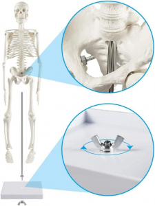 High Quality 45cm Mini Human Skeleton Anatomy Model for Medical Science Disease Demonstration & Teaching Tool