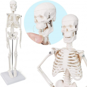 High Quality 45cm Mini Human Skeleton Anatomy Model for Medical Science Disease Demonstration & Teaching Tool