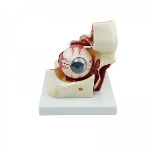 Human Eye Orbital Anatomy Model Medical Enlarge Anatomy Eye Extraocular Muscle Model Eye Socket Model Structure Display Eyelid Model