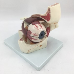 Human Eye Orbital Anatomy Model Medical Enlarge Anatomy Eye Extraocular Muscle Model Eye Socket Model Structure Display Eyelid Model