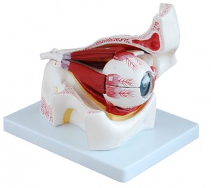 Human Eye Orbital Anatomy Model Medical Enlarge Anatomy Eye Extraocular Muscle Model Eye Socket Model Structure Display Eyelid Model
