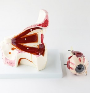 Human Eye Orbital Anatomy Model Medical Enlarge Anatomy Eye Extraocular Muscle Model Eye Socket Model Structure Display Eyelid Model