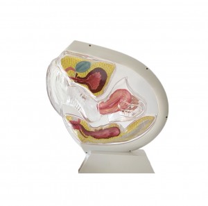 Medical Science Educational Equipment Female Reproductive System Model Human Anatomical Models Transparent Uterus Model