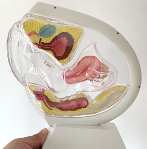 Medical Science Educational Equipment Female Reproductive System Model Human Anatomical Models Transparent Uterus Model