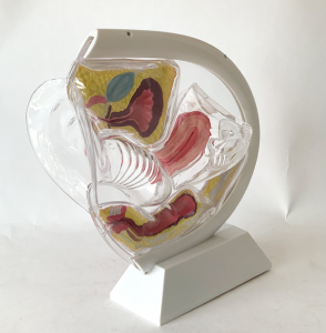 Medical Science Educational Equipment Female Reproductive System Model Human Anatomical Models Transparent Uterus Model
