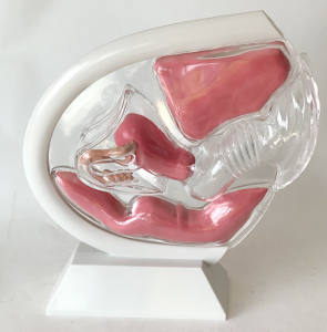 Medical Science Educational Equipment Female Reproductive System Model Human Anatomical Models Transparent Uterus Model