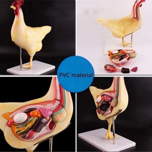 Chicken Animal Custom Animal Anatomy Model Hen Biological Equipment for Medical School Experimental Tools and Teaching Resources