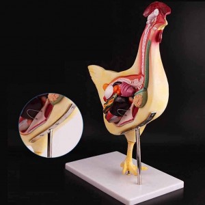 Chicken Animal Custom Animal Anatomy Model Hen Biological Equipment for Medical School Experimental Tools and Teaching Resources