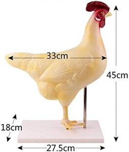 Chicken Animal Custom Animal Anatomy Model Hen Biological Equipment for Medical School Experimental Tools and Teaching Resources