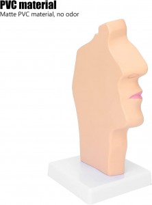 Life Size Human Oral Nasal Cavity Throat Anatomical Medical Normal Model Oral Nasal Cavity Throat Model