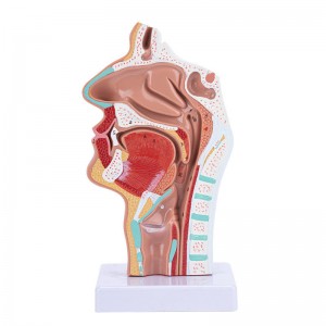 Life Size Human Oral Nasal Cavity Throat Anatomical Medical Normal Model Oral Nasal Cavity Throat Model