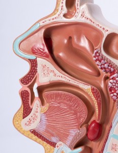 Life Size Human Oral Nasal Cavity Throat Anatomical Medical Normal Model Oral Nasal Cavity Throat Model