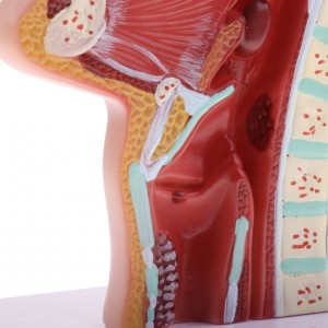 Life Size Human Oral Nasal Cavity Throat Anatomical Medical Normal Model Oral Nasal Cavity Throat Model