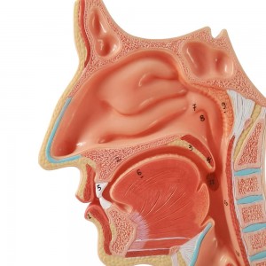 Life Size Human Oral Nasal Cavity Throat Anatomical Medical Normal Model Oral Nasal Cavity Throat Model