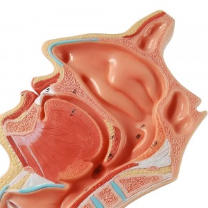 Life Size Human Oral Nasal Cavity Throat Anatomical Medical Normal Model Oral Nasal Cavity Throat Model