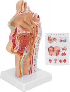 Life Size Human Oral Nasal Cavity Throat Anatomical Medical Normal Model Oral Nasal Cavity Throat Model
