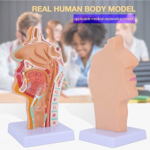 Life Size Human Oral Nasal Cavity Throat Anatomical Medical Normal Model Oral Nasal Cavity Throat Model
