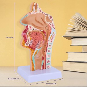 Life Size Human Oral Nasal Cavity Throat Anatomical Medical Normal Model Oral Nasal Cavity Throat Model