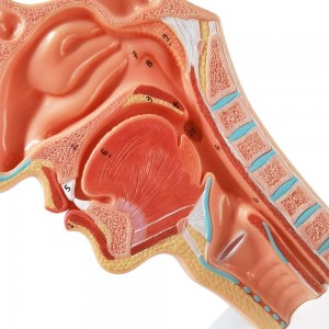 Life Size Human Oral Nasal Cavity Throat Anatomical Medical Normal Model Oral Nasal Cavity Throat Model