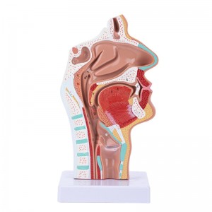 Life Size Human Oral Nasal Cavity Throat Anatomical Medical Normal Model Oral Nasal Cavity Throat Model