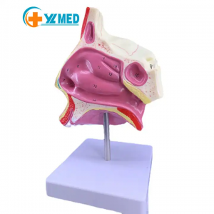 Adult size Head anatomy Mouth, nose and throat model teaching medical medial vascular nerve nasal model teaching medical props