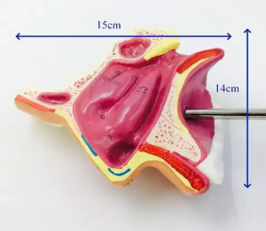 Adult size Head anatomy Mouth, nose and throat model teaching medical medial vascular nerve nasal model teaching medical props